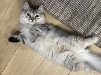 マサ 様のお迎えした子猫