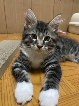 tomo 様のお迎えした子猫