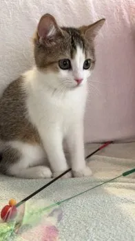 Angie 様のお迎えした子猫