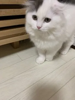 花 様のお迎えした子猫
