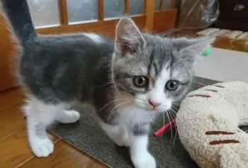 ERIKO 様のお迎えした子猫