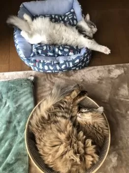 あんず 様のお迎えした子猫