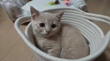 yucaco 様のお迎えした子猫