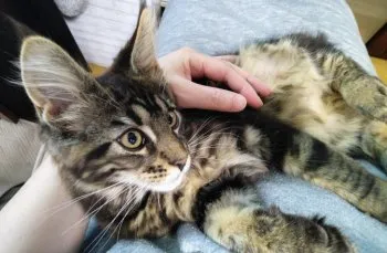 Yasaka 様のお迎えした子猫