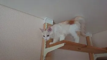 MM 様のお迎えした子猫