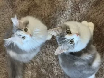 H.K 様のお迎えした子猫