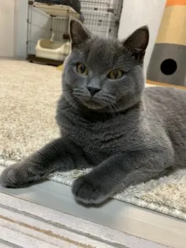 Y.U 様のお迎えした子猫