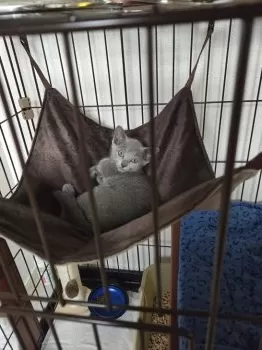 H.M 様のお迎えした子猫