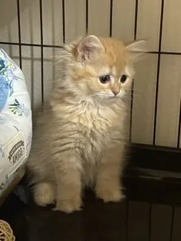 Y.E 様のお迎えした子猫
