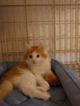 あき 様のお迎えした子猫