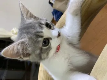 サエ 様のお迎えした子猫