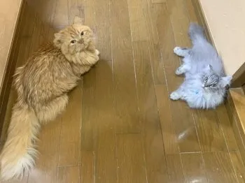T,A 様のお迎えした子猫
