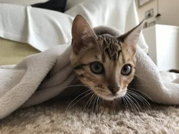 モッチー 様のお迎えした子猫