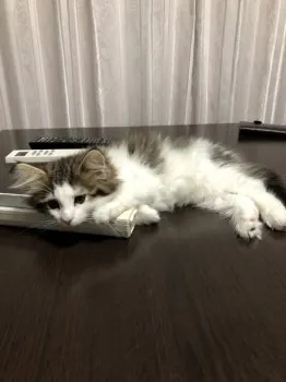 candy 様のお迎えした子猫