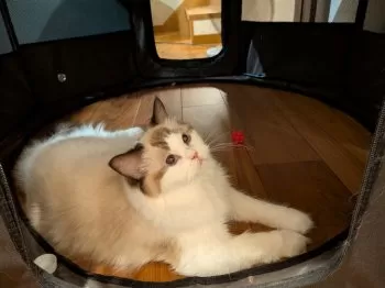 BEKO 様のお迎えした子猫