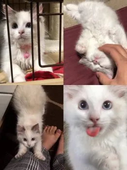 らるぱぱ 様のお迎えした子猫