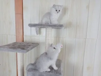 ゆみ 様のお迎えした子猫