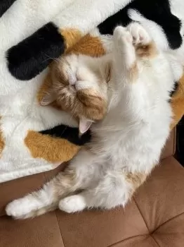 j.y 様のお迎えした子猫