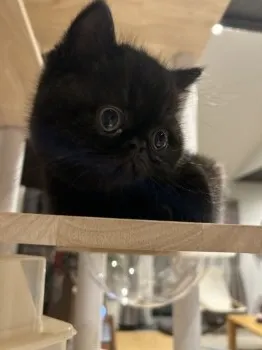 Y.K 様のお迎えした子猫