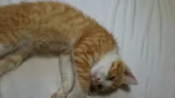 shio 様のお迎えした子猫