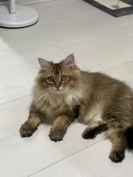 M.Ｉ 様のお迎えした子猫