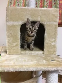 堀田 様のお迎えした子猫