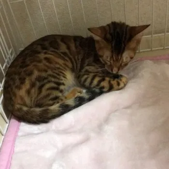 モニカ 様のお迎えした子猫