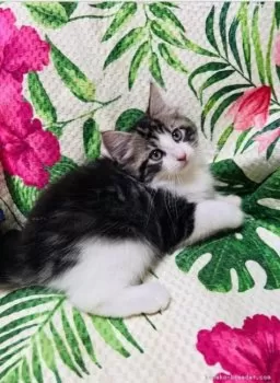 あこ 様のお迎えした子猫