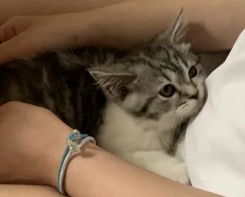 RYO 様のお迎えした子猫