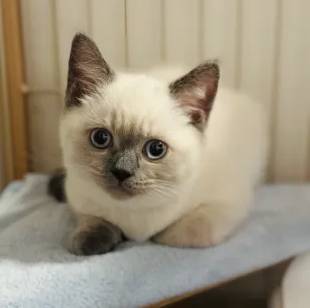 ユフィー 様のお迎えした子猫