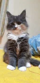 レイン 様のお迎えした子猫