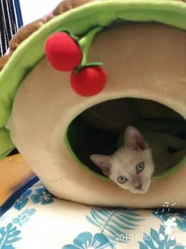 あやめ 様のお迎えした子猫