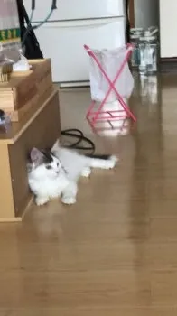 ゴロ 様のお迎えした子猫
