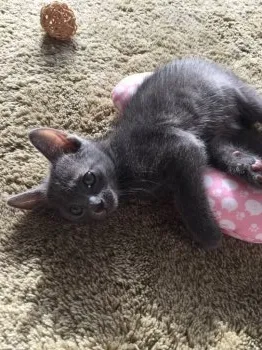 chanmi 様のお迎えした子猫