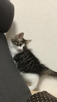 かない 様のお迎えした子猫