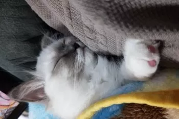 A.S 様のお迎えした子猫