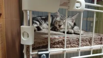 T.K 様のお迎えした子猫
