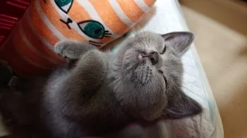 pisagomama 様のお迎えした子猫