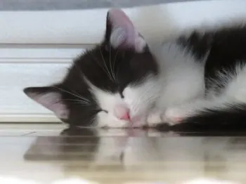 しの 様のお迎えした子猫