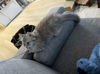 ありさ 様のお迎えした子猫