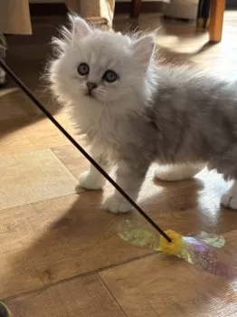 H 様のお迎えした子猫