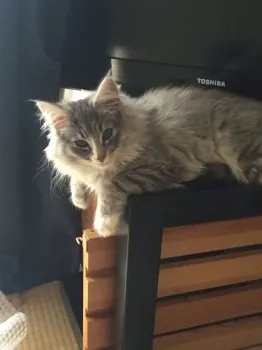 タケ 様のお迎えした子猫