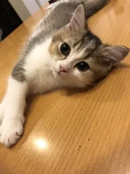 ささみ 様のお迎えした子猫