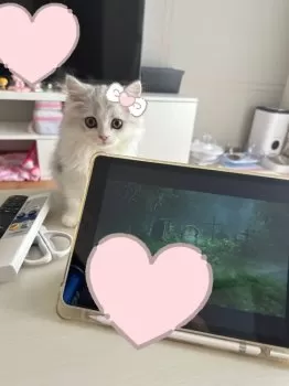 みい 様のお迎えした子猫