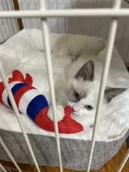 ふぁけ 様のお迎えした子猫