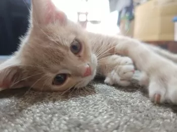三毛クリーム 様のお迎えした子猫