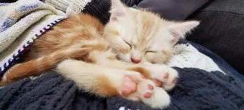 かず 様のお迎えした子猫