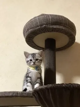 ロイ君ママ 様のお迎えした子猫