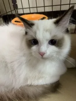 フィーにゃん 様のお迎えした子猫