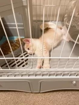 (E)na 様のお迎えした子猫